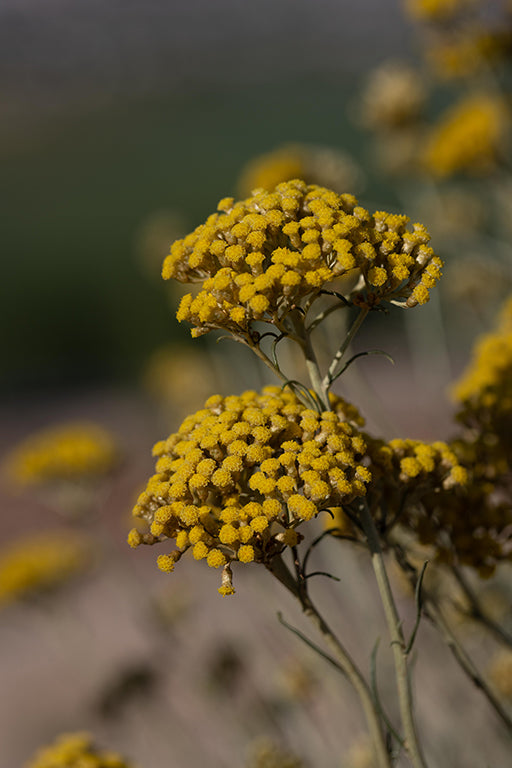 Unlocking the Secrets of Immortelle: Nature's Elixir for Youthful Skin and Radiant Health